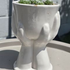 plant