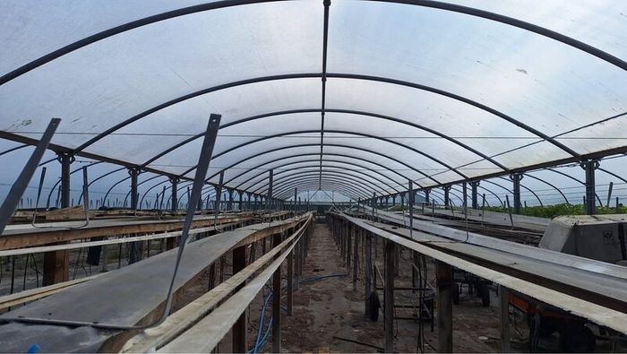 Polytunnel