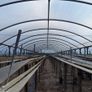 Polytunnel Image 6