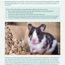 Hamster Care Guide Image 3