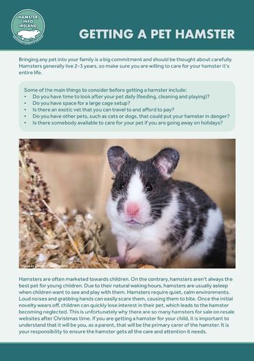 Hamster Care Guide