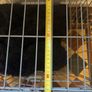 Dog crate Image 5