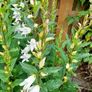 White Campanula Image 4