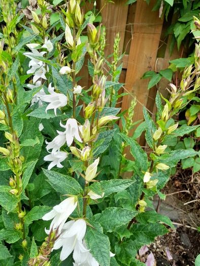 White Campanula