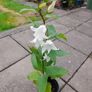 White Campanula Image 4