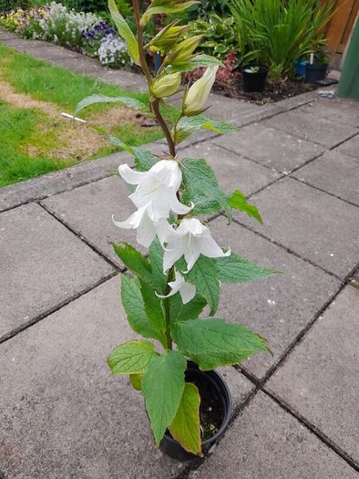 White Campanula