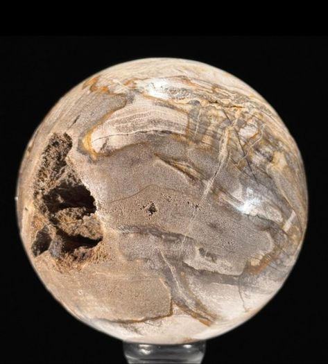Polished Petrified Wood Geode Sphere (Diameter 10.2cm) - Wood, Woden Stand