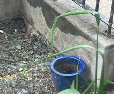 garden pot