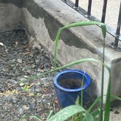garden pot
