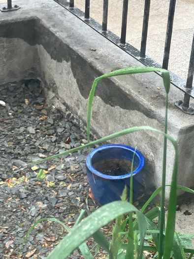 garden pot