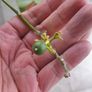 Kaffir lime tree House plant Image 10
