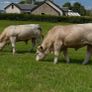 Pedigree Charolais Bulls Image 8