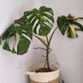 Monstera Thai constellation Image 2