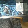 fish Image 2