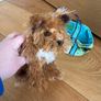 Dog stuffed animal in bag Image 6