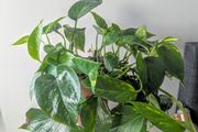 Epiprenum/ Pothos/Momey Plant