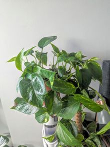 Epiprenum/ Pothos/Momey Plant