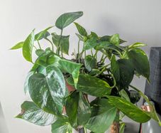 Epiprenum/ Pothos/Momey Plant