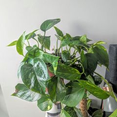 Epiprenum/ Pothos/Momey Plant