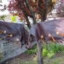Leather chaps/chinks Image 4