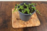 String of pearls house plant