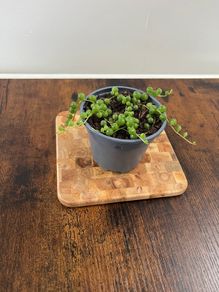String of pearls house plant
