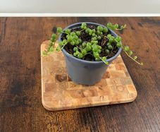 String of pearls house plant