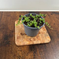 String of pearls house plant