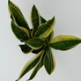 Sansevieria Image 3