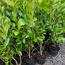 Laurel Hedging One Euro Image 7