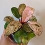 No.2 Philodendron Red Congo Dwarf Image 6
