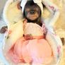doll    Very cute reborn twin monkey's Image 4