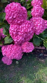 Hydrangea
