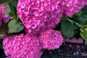 Hydrangea