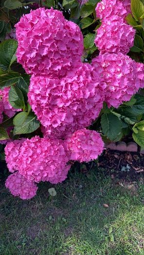 Hydrangea