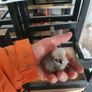 Usa Silkie Chicks Image 8