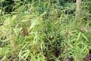 Clumping bamboo non invasive 1L pot