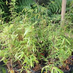Clumping bamboo non invasive 1L pot