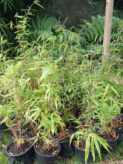 Clumping bamboo non invasive 1L pot