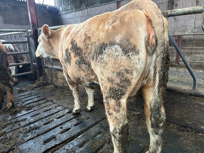 Springing  heifers