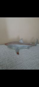 Shark toy new
