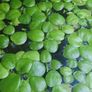 Amazon Frogbit - floating plants Image 3