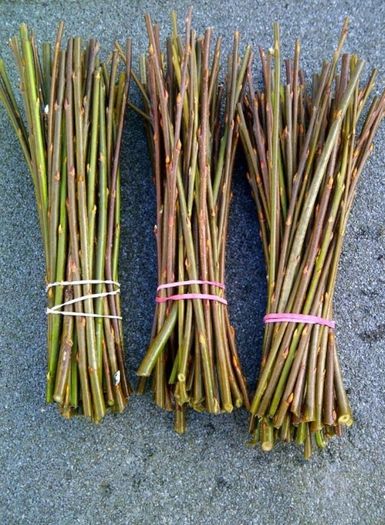 300 x 12" willow cuttings rods