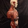 Vintage human anatomical torso model Image 4