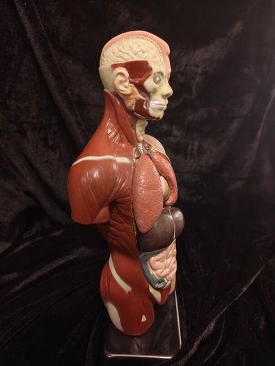 Vintage human anatomical torso model
