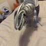 WowWee Roboraptor Robot Dinosaur with Remote Control 2005 Retro Robotic Raptor Image 2