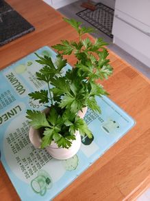 Bunches of flat leaf parsley