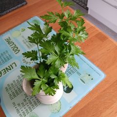 Bunches of flat leaf parsley