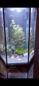 aquarium