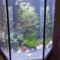 aquarium